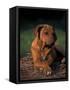 Rhodesian Ridgeback Puppy with Front Paws Crossed-Adriano Bacchella-Framed Stretched Canvas