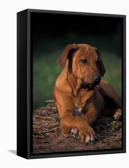 Rhodesian Ridgeback Puppy with Front Paws Crossed-Adriano Bacchella-Framed Stretched Canvas