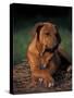 Rhodesian Ridgeback Puppy with Front Paws Crossed-Adriano Bacchella-Stretched Canvas