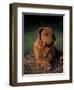 Rhodesian Ridgeback Puppy with Front Paws Crossed-Adriano Bacchella-Framed Premium Photographic Print