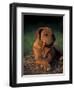 Rhodesian Ridgeback Puppy with Front Paws Crossed-Adriano Bacchella-Framed Premium Photographic Print