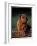 Rhodesian Ridgeback Puppy with Front Paws Crossed-Adriano Bacchella-Framed Premium Photographic Print