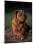 Rhodesian Ridgeback Puppy with Front Paws Crossed-Adriano Bacchella-Mounted Premium Photographic Print