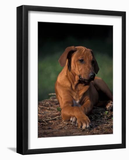 Rhodesian Ridgeback Puppy with Front Paws Crossed-Adriano Bacchella-Framed Photographic Print