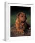 Rhodesian Ridgeback Puppy with Front Paws Crossed-Adriano Bacchella-Framed Photographic Print