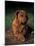 Rhodesian Ridgeback Puppy with Front Paws Crossed-Adriano Bacchella-Mounted Photographic Print