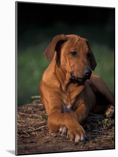 Rhodesian Ridgeback Puppy with Front Paws Crossed-Adriano Bacchella-Mounted Photographic Print