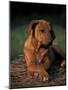 Rhodesian Ridgeback Puppy with Front Paws Crossed-Adriano Bacchella-Mounted Photographic Print