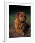 Rhodesian Ridgeback Puppy with Front Paws Crossed-Adriano Bacchella-Framed Photographic Print