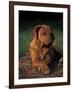 Rhodesian Ridgeback Puppy with Front Paws Crossed-Adriano Bacchella-Framed Photographic Print