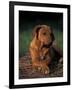 Rhodesian Ridgeback Puppy with Front Paws Crossed-Adriano Bacchella-Framed Photographic Print