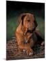 Rhodesian Ridgeback Puppy with Front Paws Crossed-Adriano Bacchella-Mounted Photographic Print