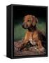 Rhodesian Ridgeback Puppy-Adriano Bacchella-Framed Stretched Canvas