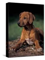 Rhodesian Ridgeback Puppy-Adriano Bacchella-Stretched Canvas