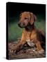 Rhodesian Ridgeback Puppy-Adriano Bacchella-Stretched Canvas