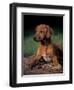 Rhodesian Ridgeback Puppy-Adriano Bacchella-Framed Premium Photographic Print