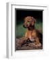 Rhodesian Ridgeback Puppy-Adriano Bacchella-Framed Premium Photographic Print