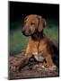 Rhodesian Ridgeback Puppy-Adriano Bacchella-Mounted Premium Photographic Print