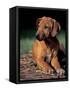 Rhodesian Ridgeback Puppy-Adriano Bacchella-Framed Stretched Canvas