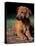 Rhodesian Ridgeback Puppy-Adriano Bacchella-Stretched Canvas