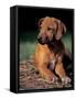 Rhodesian Ridgeback Puppy-Adriano Bacchella-Framed Stretched Canvas