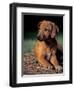 Rhodesian Ridgeback Puppy-Adriano Bacchella-Framed Premium Photographic Print