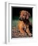 Rhodesian Ridgeback Puppy-Adriano Bacchella-Framed Premium Photographic Print