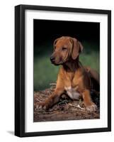 Rhodesian Ridgeback Puppy-Adriano Bacchella-Framed Photographic Print