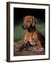 Rhodesian Ridgeback Puppy-Adriano Bacchella-Framed Photographic Print