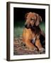 Rhodesian Ridgeback Puppy-Adriano Bacchella-Framed Photographic Print