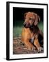 Rhodesian Ridgeback Puppy-Adriano Bacchella-Framed Photographic Print