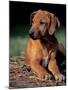 Rhodesian Ridgeback Puppy-Adriano Bacchella-Mounted Photographic Print