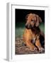 Rhodesian Ridgeback Puppy-Adriano Bacchella-Framed Photographic Print