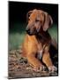Rhodesian Ridgeback Puppy-Adriano Bacchella-Mounted Photographic Print