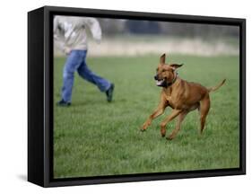 Rhodesian Ridgeback Running in a Field-Petra Wegner-Framed Stretched Canvas