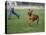 Rhodesian Ridgeback Running in a Field-Petra Wegner-Stretched Canvas
