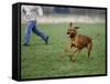 Rhodesian Ridgeback Running in a Field-Petra Wegner-Framed Stretched Canvas