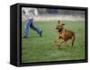 Rhodesian Ridgeback Running in a Field-Petra Wegner-Framed Stretched Canvas