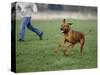 Rhodesian Ridgeback Running in a Field-Petra Wegner-Stretched Canvas