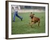 Rhodesian Ridgeback Running in a Field-Petra Wegner-Framed Photographic Print