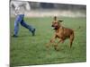 Rhodesian Ridgeback Running in a Field-Petra Wegner-Mounted Photographic Print