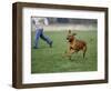 Rhodesian Ridgeback Running in a Field-Petra Wegner-Framed Photographic Print