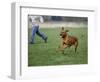 Rhodesian Ridgeback Running in a Field-Petra Wegner-Framed Photographic Print