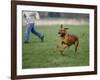 Rhodesian Ridgeback Running in a Field-Petra Wegner-Framed Photographic Print
