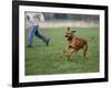 Rhodesian Ridgeback Running in a Field-Petra Wegner-Framed Photographic Print