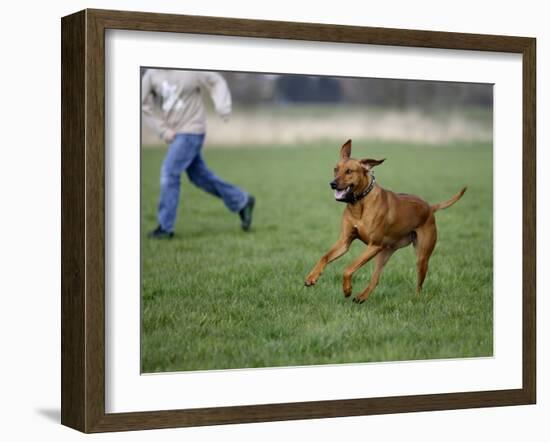 Rhodesian Ridgeback Running in a Field-Petra Wegner-Framed Photographic Print