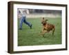 Rhodesian Ridgeback Running in a Field-Petra Wegner-Framed Photographic Print