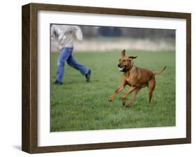 Rhodesian Ridgeback Running in a Field-Petra Wegner-Framed Photographic Print