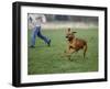 Rhodesian Ridgeback Running in a Field-Petra Wegner-Framed Photographic Print