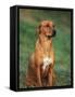 Rhodesian Ridgeback Sitting Down-Adriano Bacchella-Framed Stretched Canvas